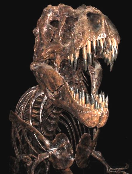 Skeleton of Tyranosaurus Rex