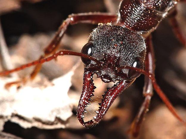 Bull ant head, compound eyes and jaw detail