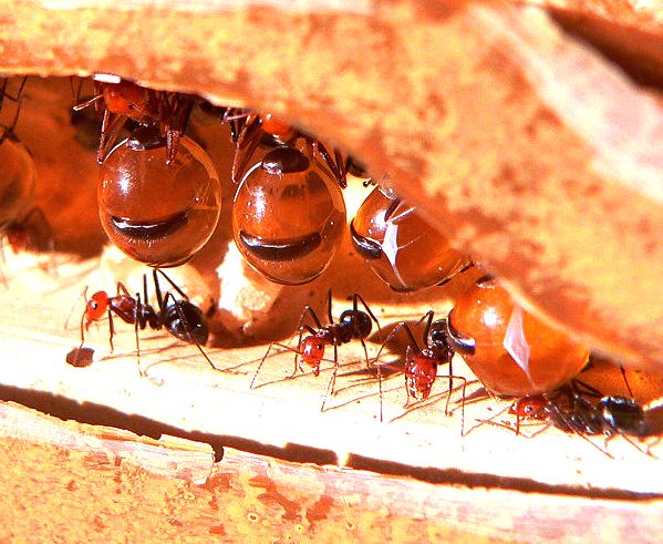 Honeydew ants storing food